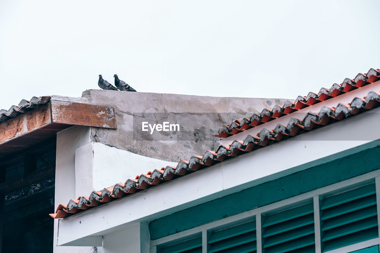 LOW ANGLE VIEW OF BIRDS PERCHING ON BUILDING ROOF