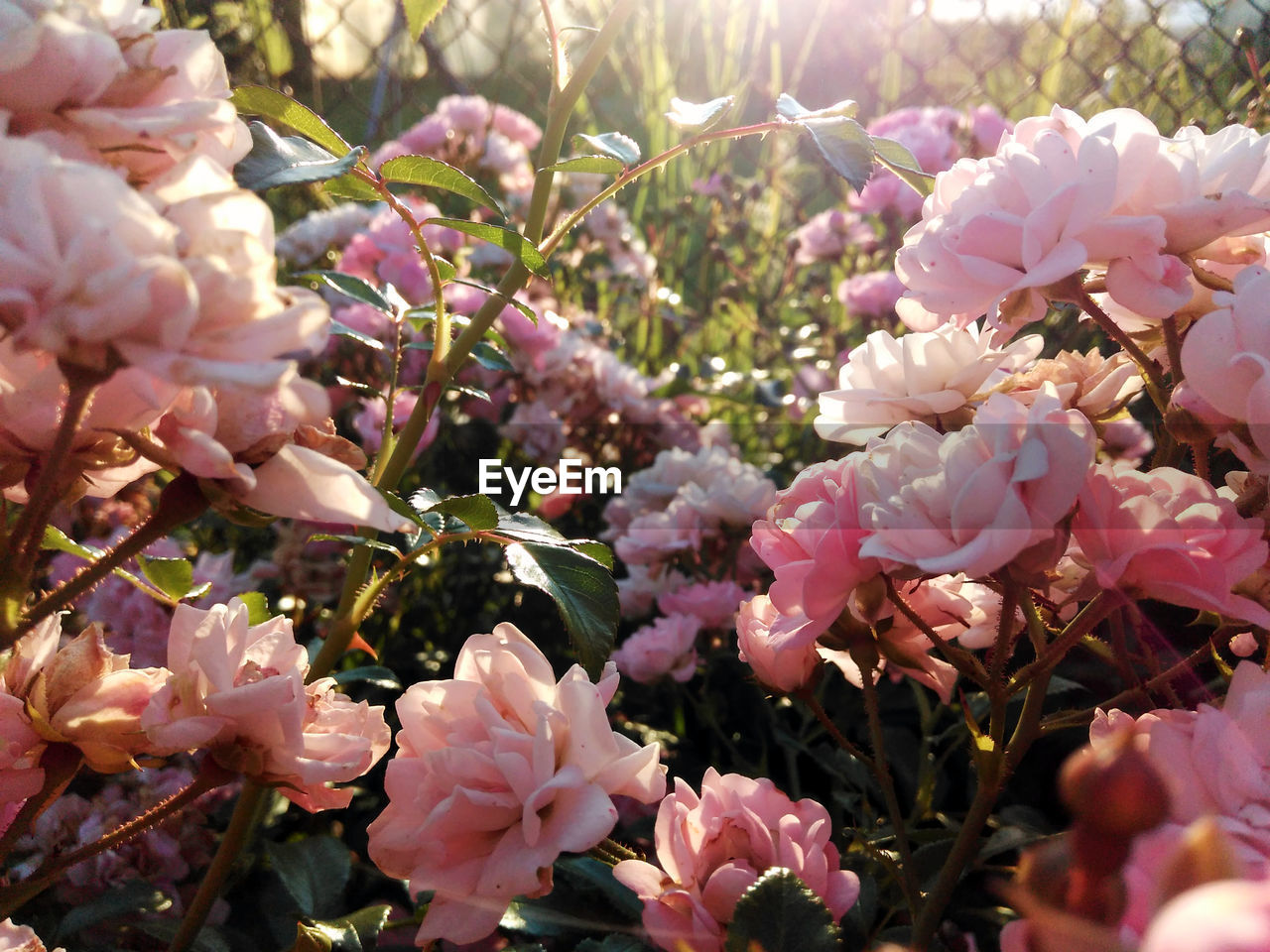 CLOSE-UP VIEW OF PINK FLOWERS