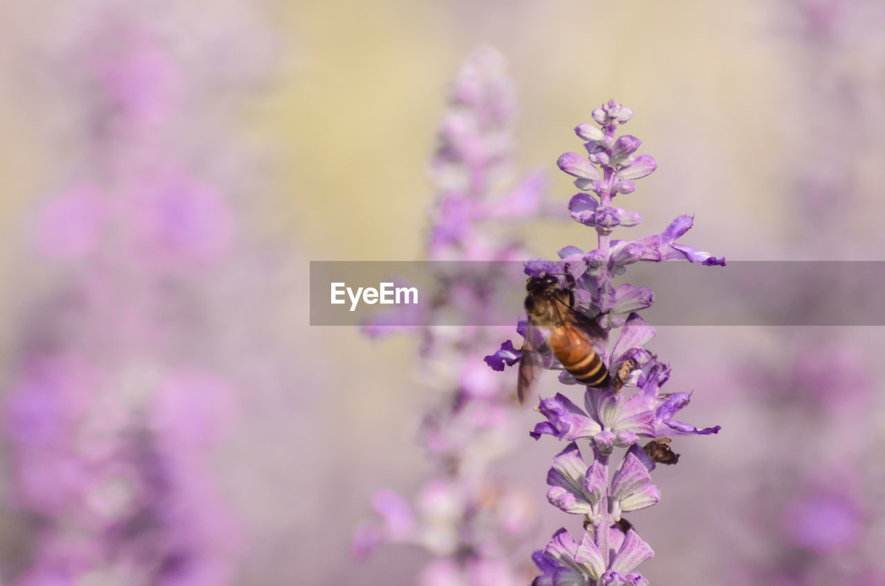 Close-up of bee pollinating on lavender