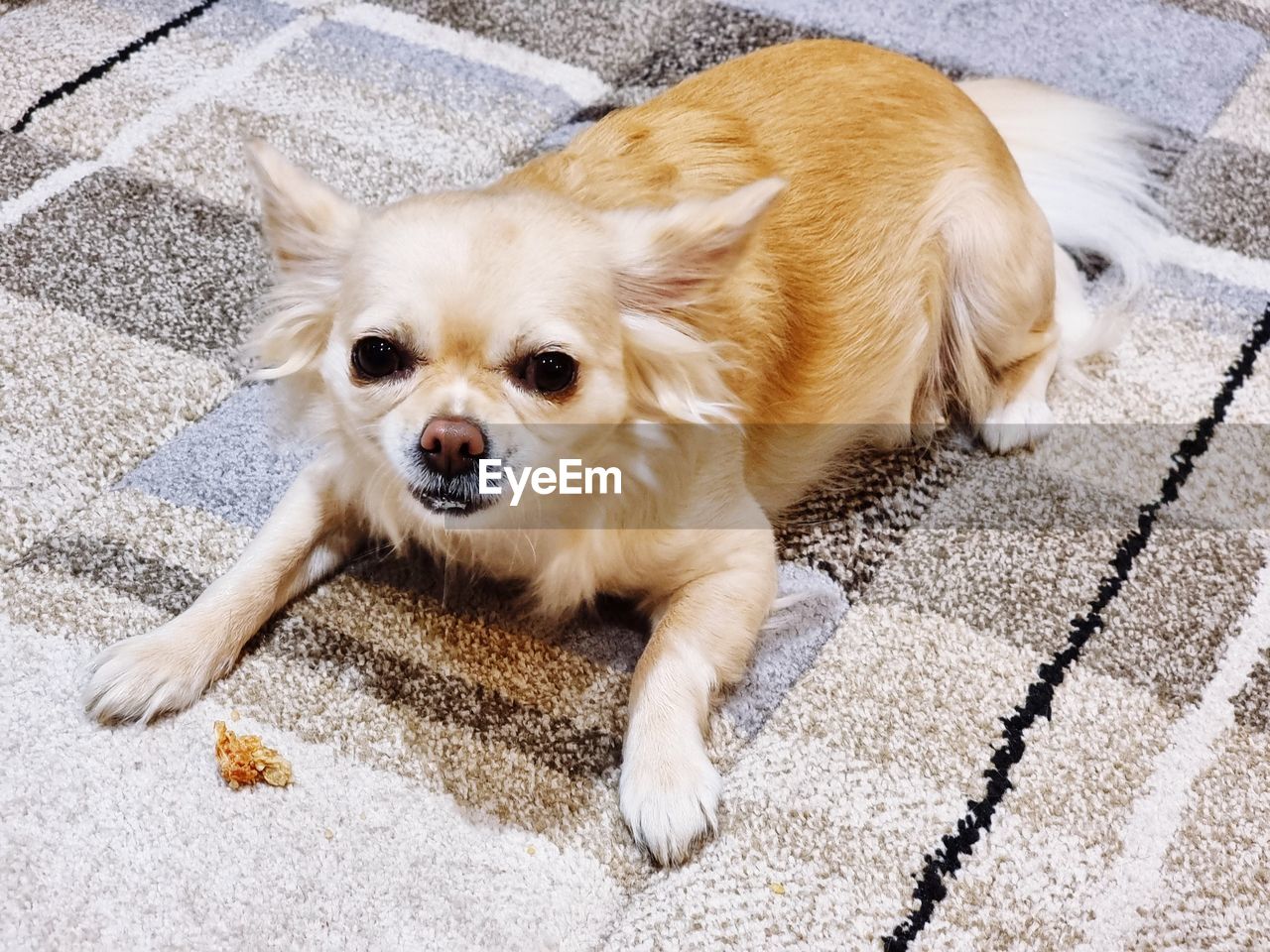 animal themes, animal, one animal, mammal, pet, domestic animals, canine, dog, chihuahua, lap dog, puppy, no people, high angle view, lying down, relaxation, portrait, day