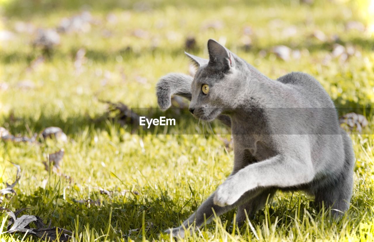 Russian blue