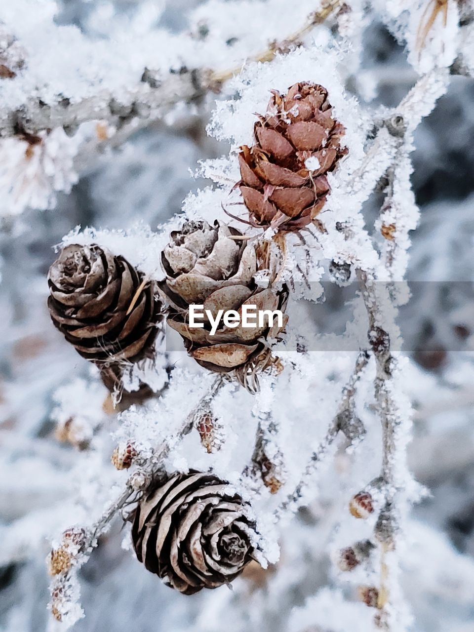 CLOSE-UP OF FROZEN PINE CONE ON FIELD