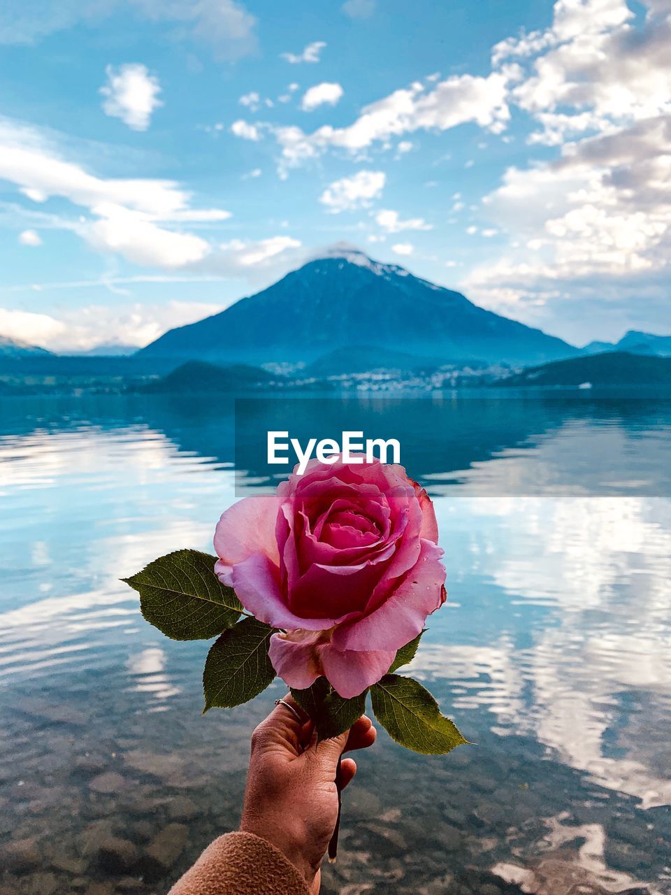 Cropped hand holding rose against lake