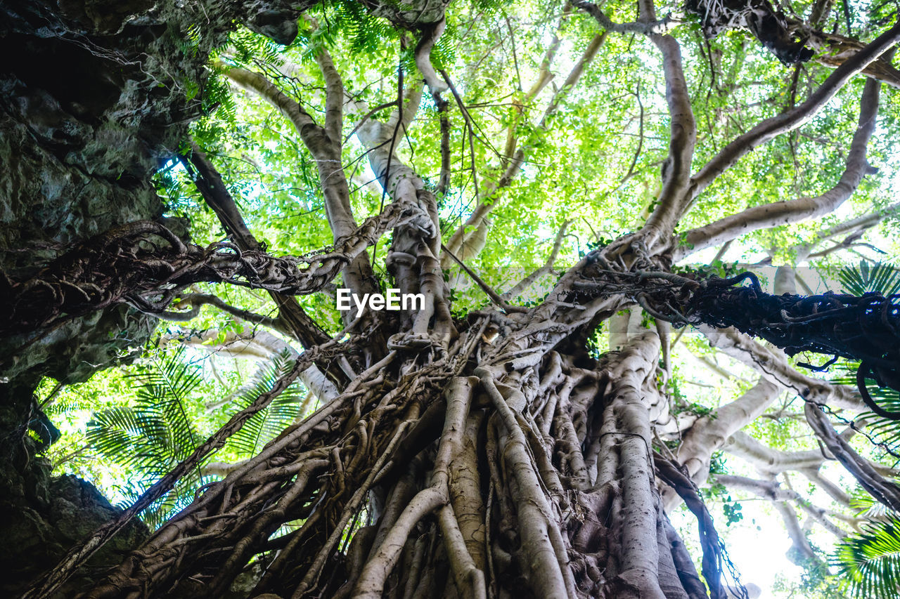 CLOSE-UP OF TREE IN FOREST