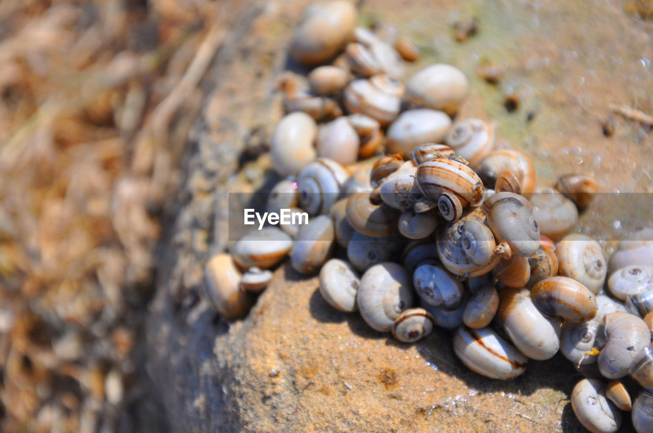 Close-up of shells on rock