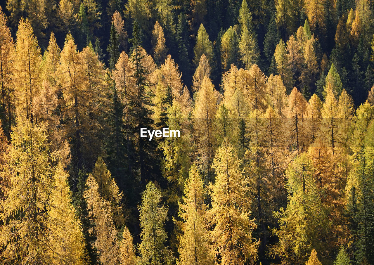 HIGH ANGLE VIEW OF PINE TREES IN FOREST