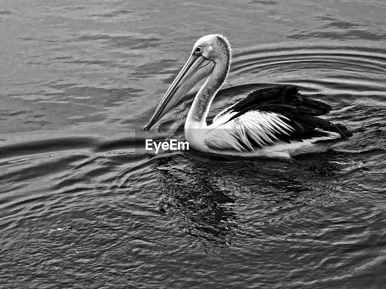 CLOSE-UP OF DUCK SWIMMING ON LAKE