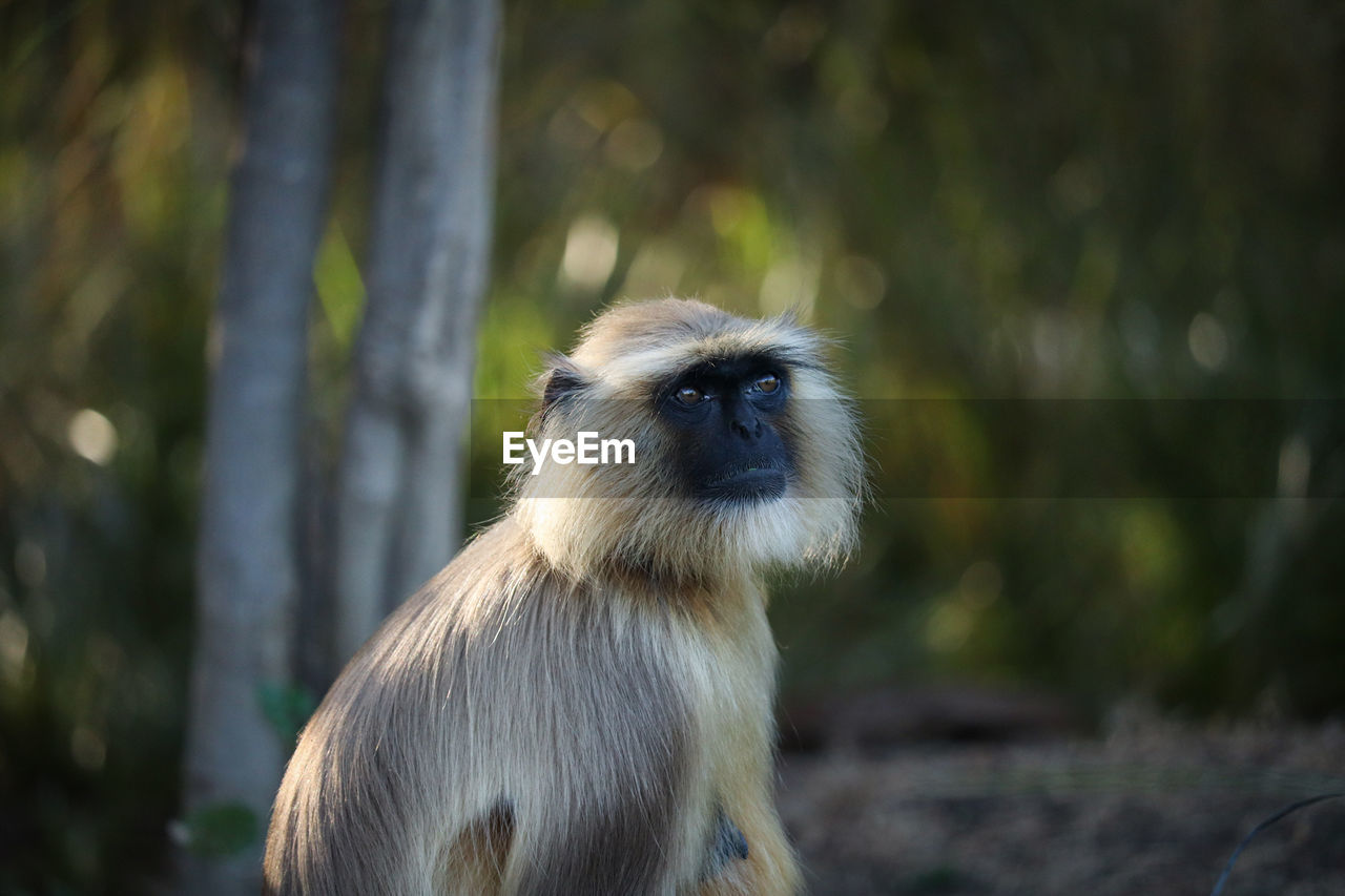 CLOSE-UP OF MONKEY SITTING OUTDOORS