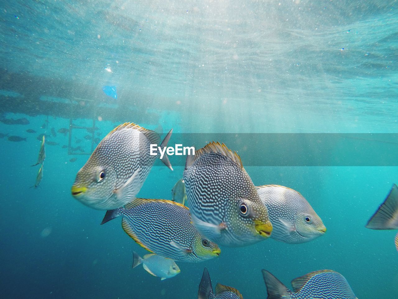 Fish swimming in undersea