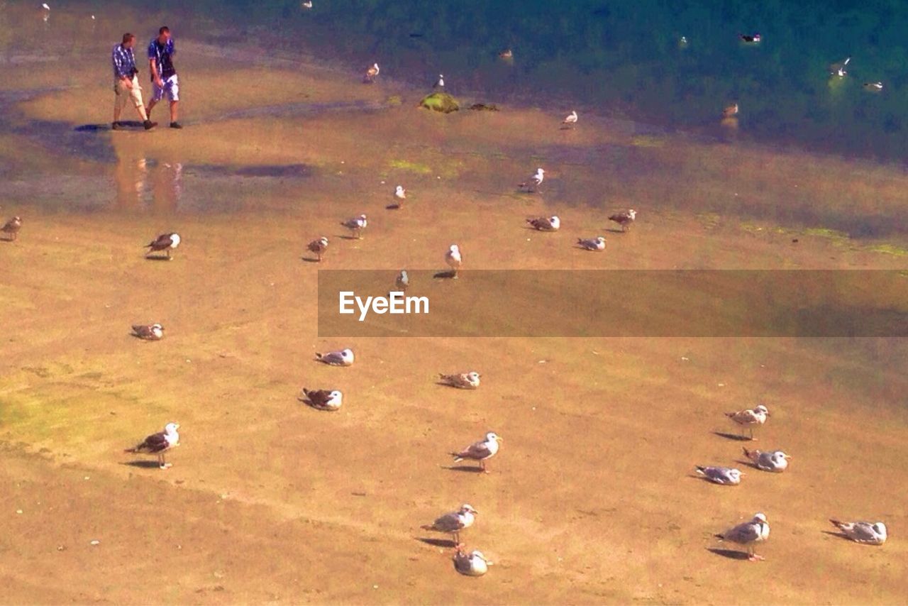 CLOSE-UP OF BIRDS IN WATER