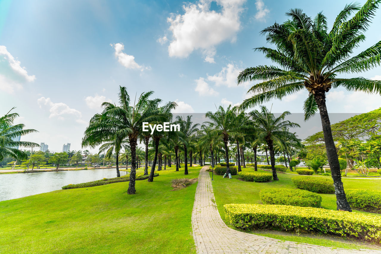 Scenic view of palm trees against sky