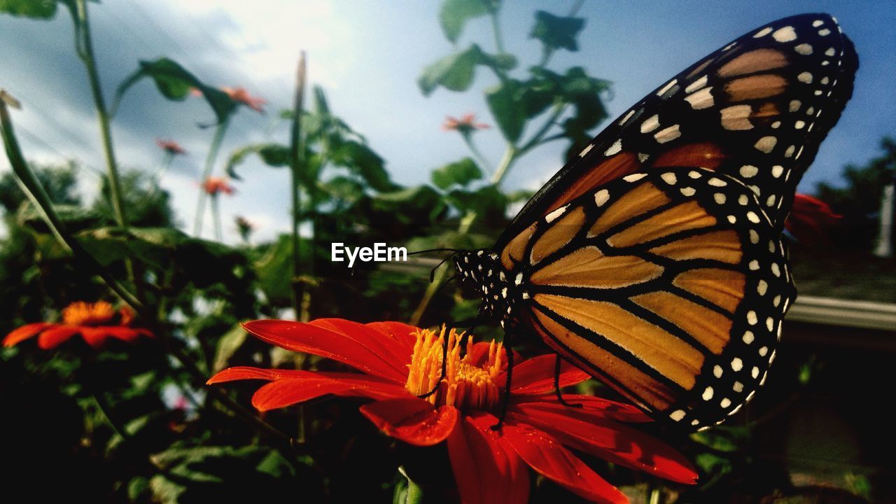 CLOSE-UP OF BUTTERFLY PERCHING ON FLOWER