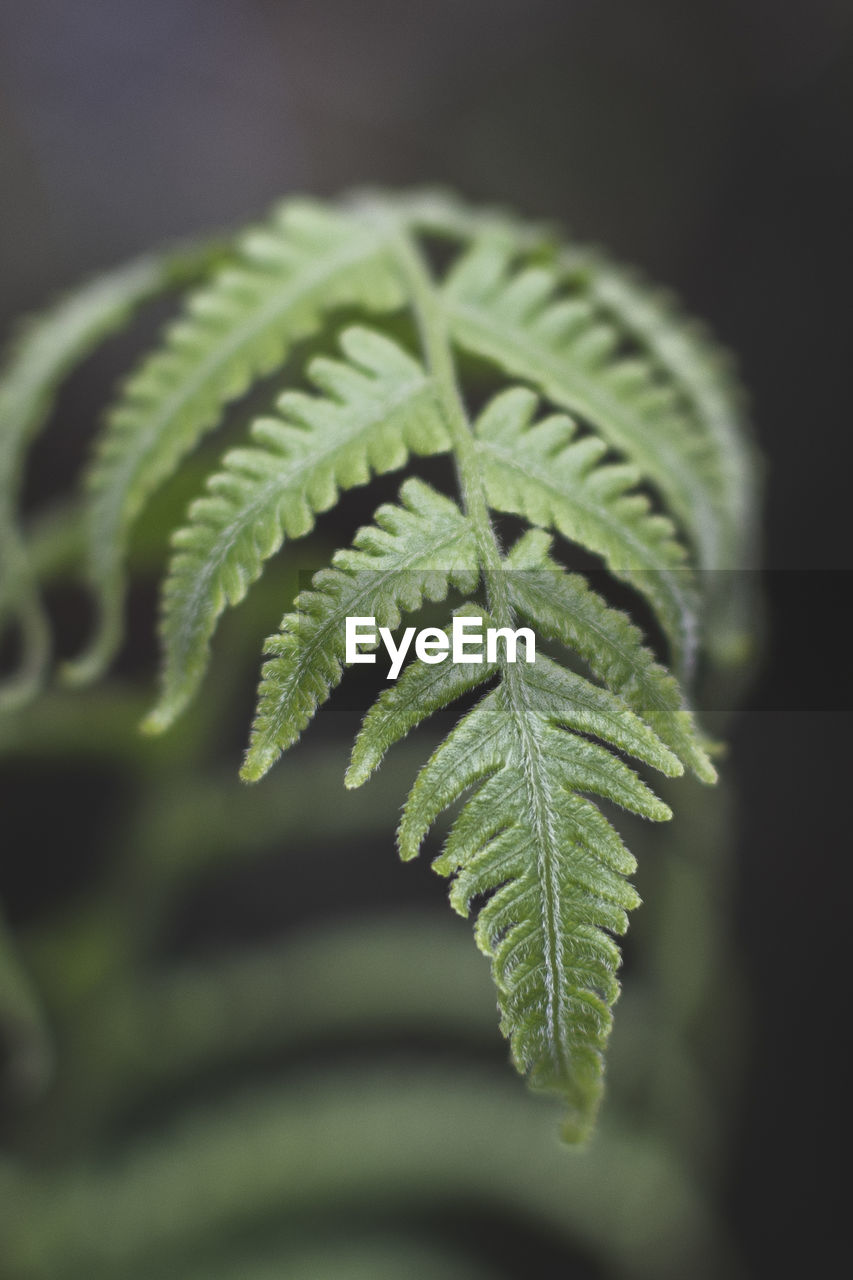 Close-up of fern leaves