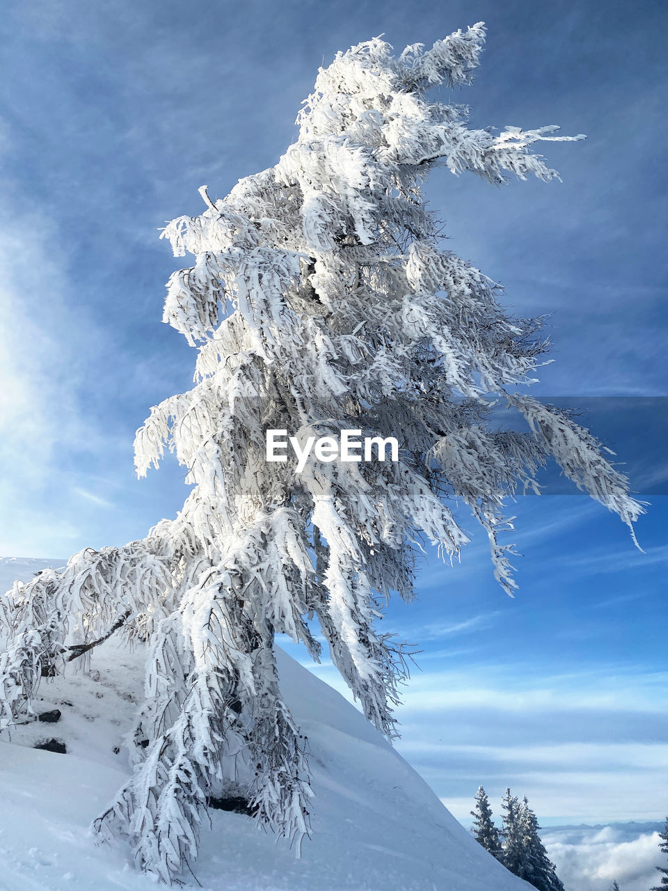 SNOW COVERED TREE AGAINST MOUNTAIN