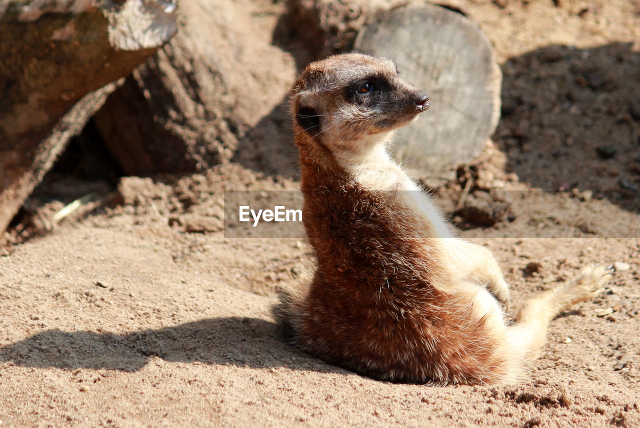 Meerkat relaxing in the sun