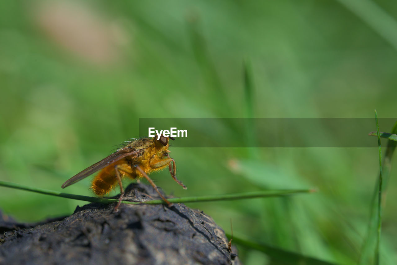 animal themes, animal wildlife, animal, wildlife, one animal, insect, nature, plant, macro photography, close-up, green, no people, animal wing, beauty in nature, outdoors, perching, day, selective focus, environment, focus on foreground, full length, animal body part, tree, flower, macro, grass, side view