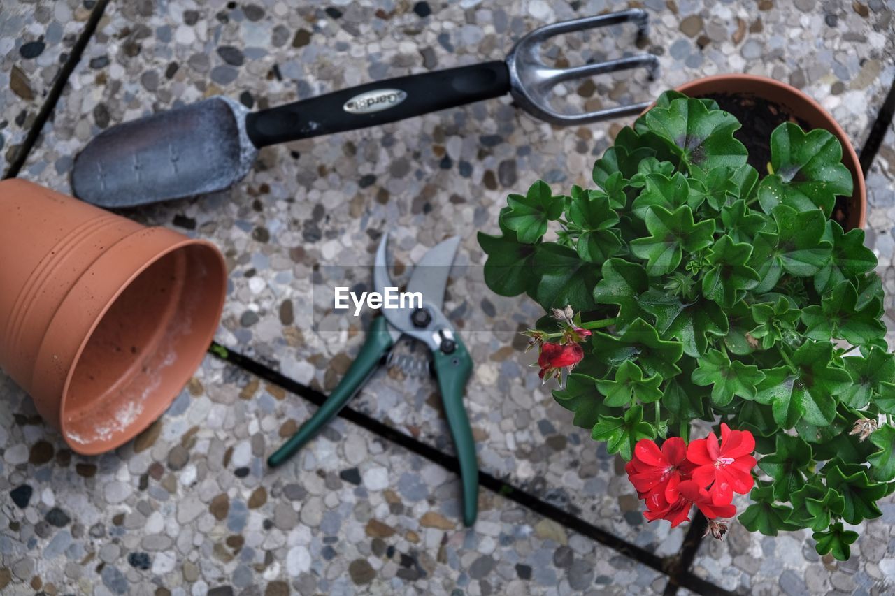 HIGH ANGLE VIEW OF POTTED PLANT BY METAL