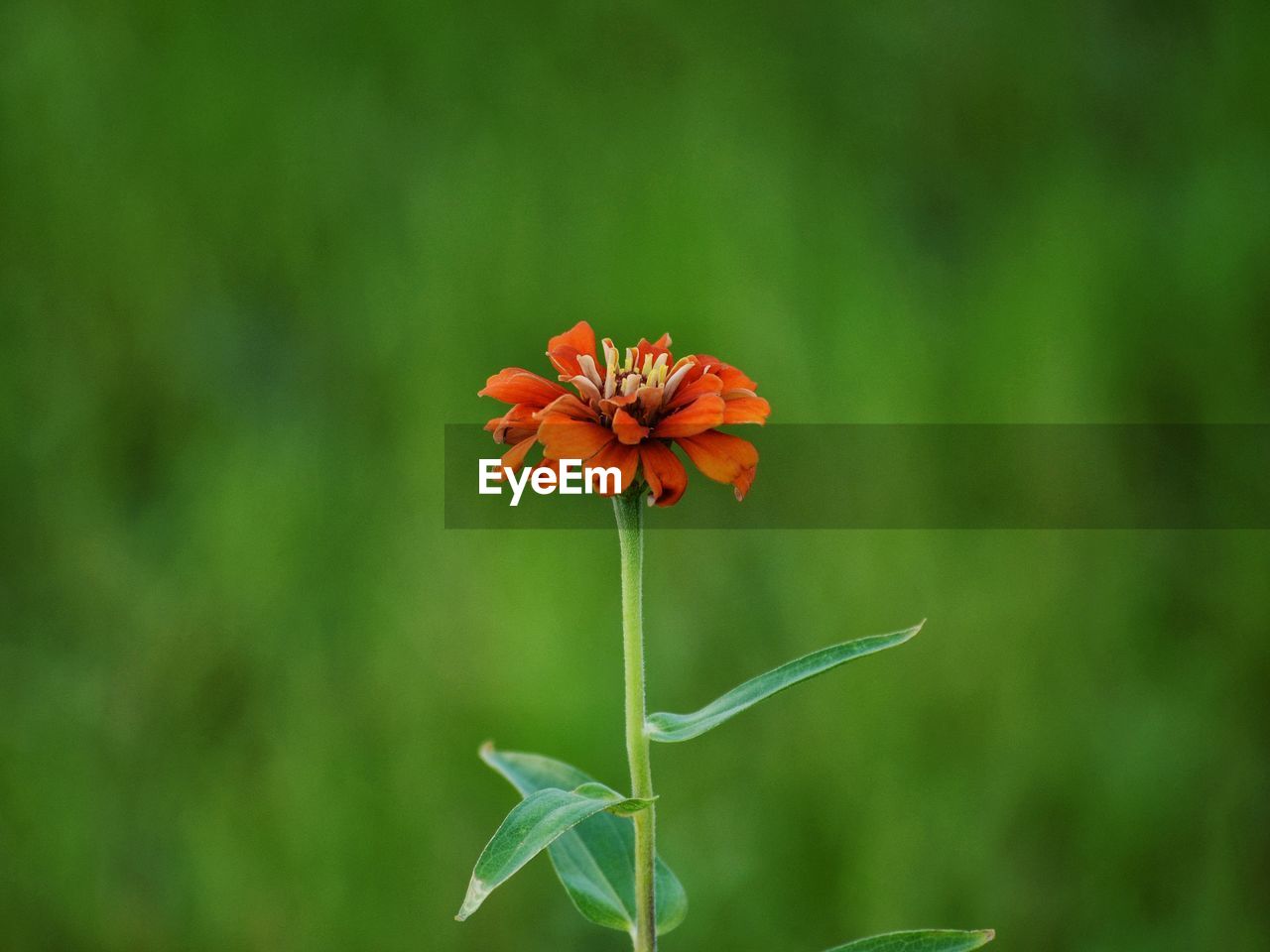 CLOSE-UP OF ORANGE FLOWER