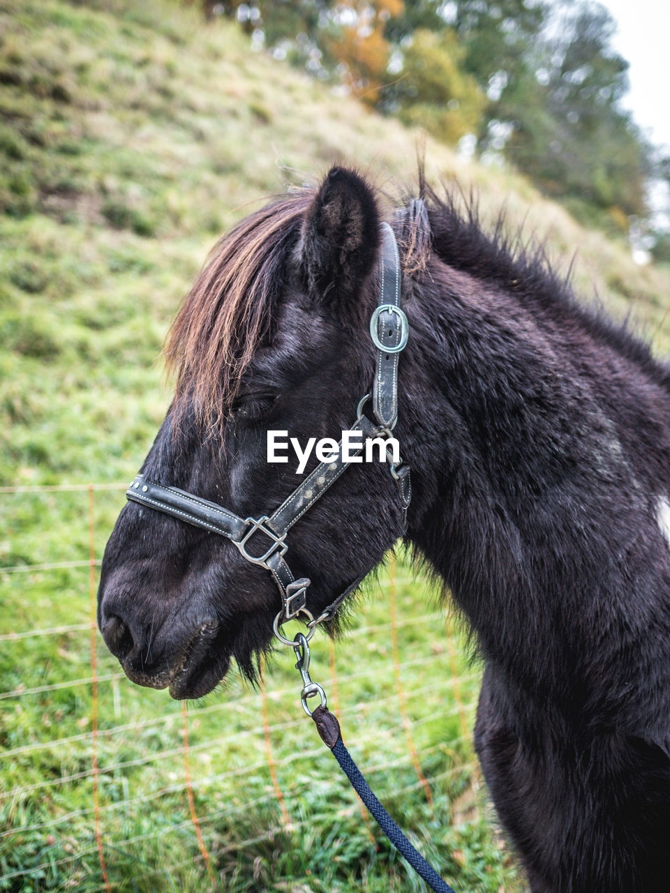 SIDE VIEW OF HORSE ON FIELD