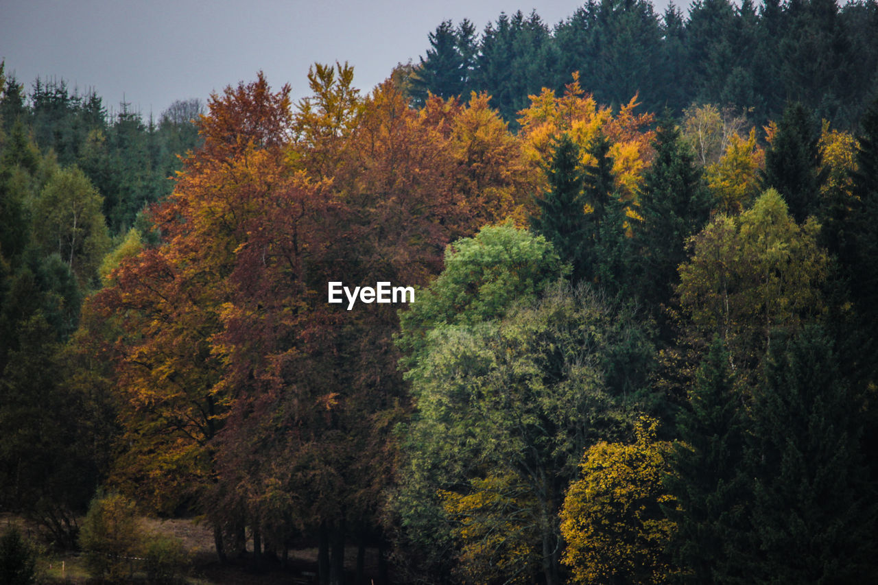 Trees against sky