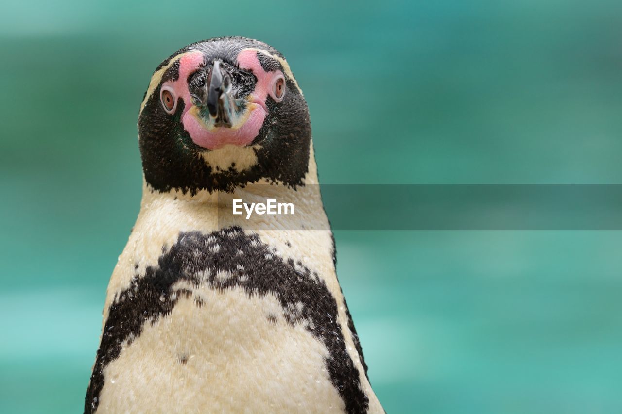 Close-up portrait of penguin outdoors