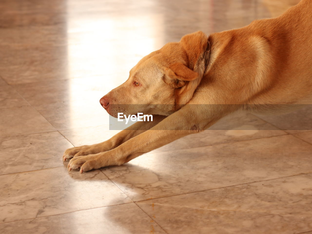 HIGH ANGLE VIEW OF DOG LYING ON FLOOR