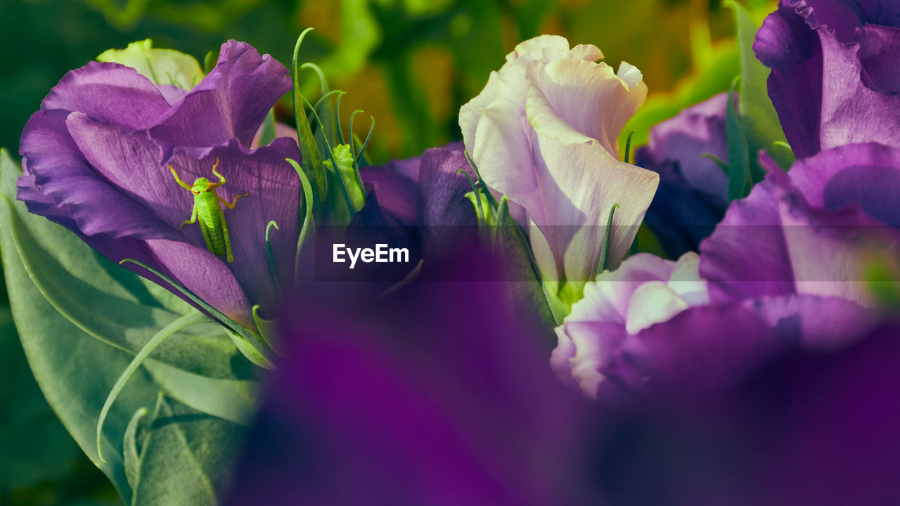 CLOSE-UP OF PURPLE FLOWER PLANT