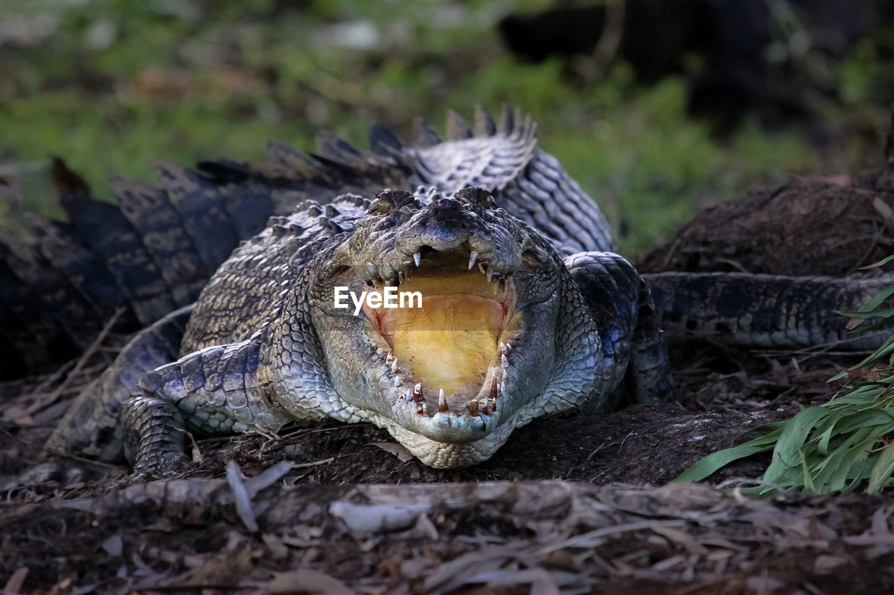 Impressive saltwater crocodile with open mouth, cooling down