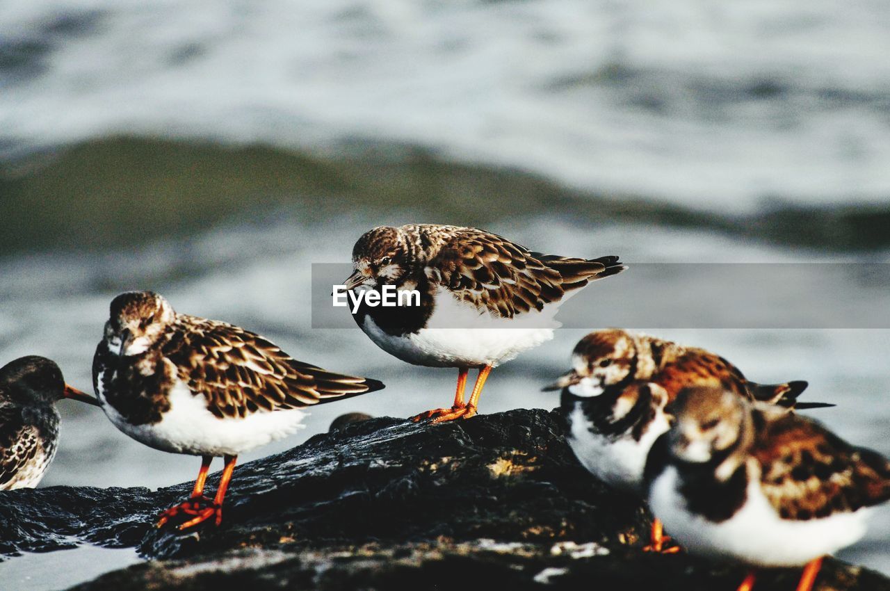 Close-up of birds in lake during winter