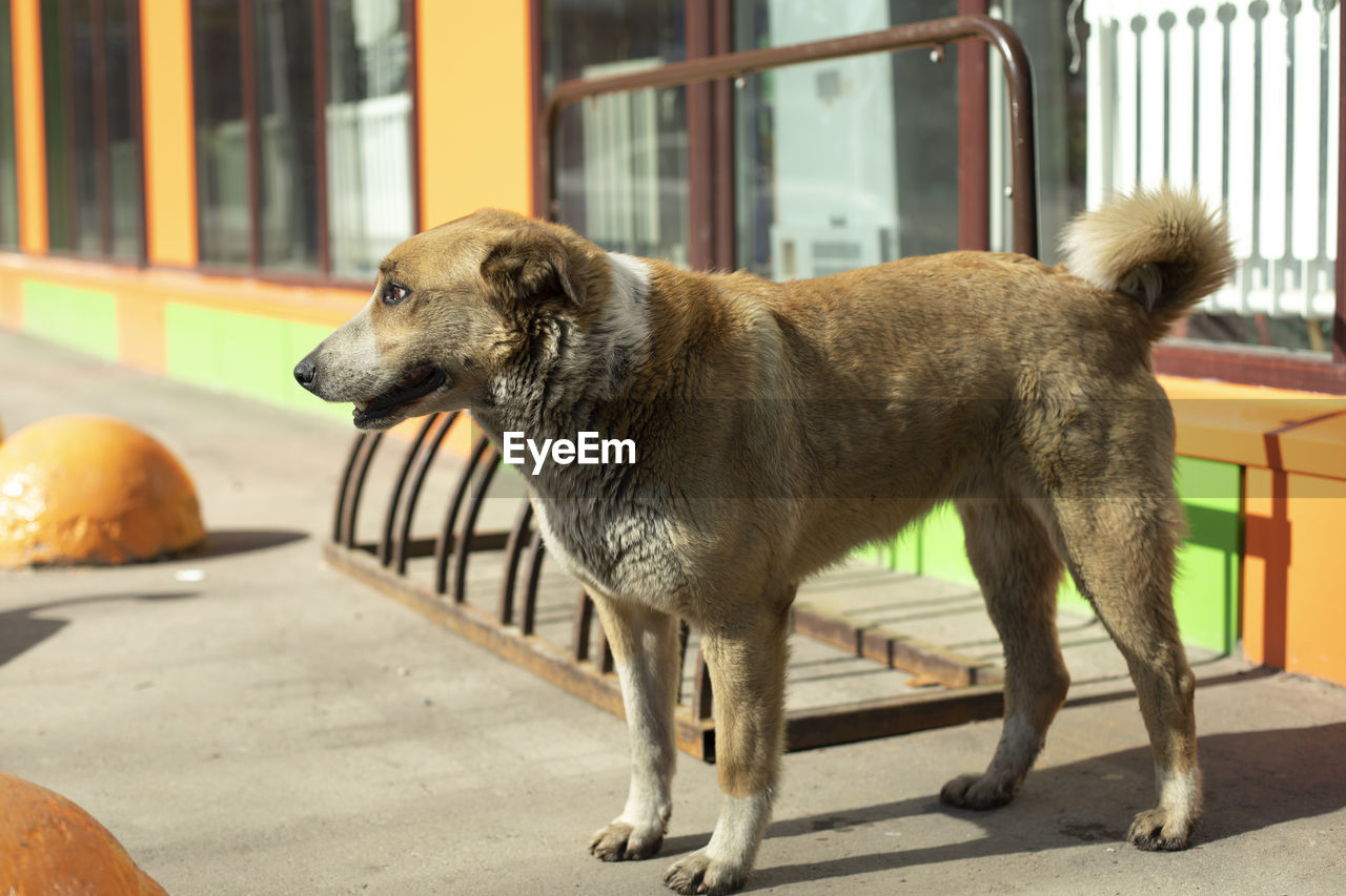 Stray dog near grocery store. dog on street. pet is looking for host in city.