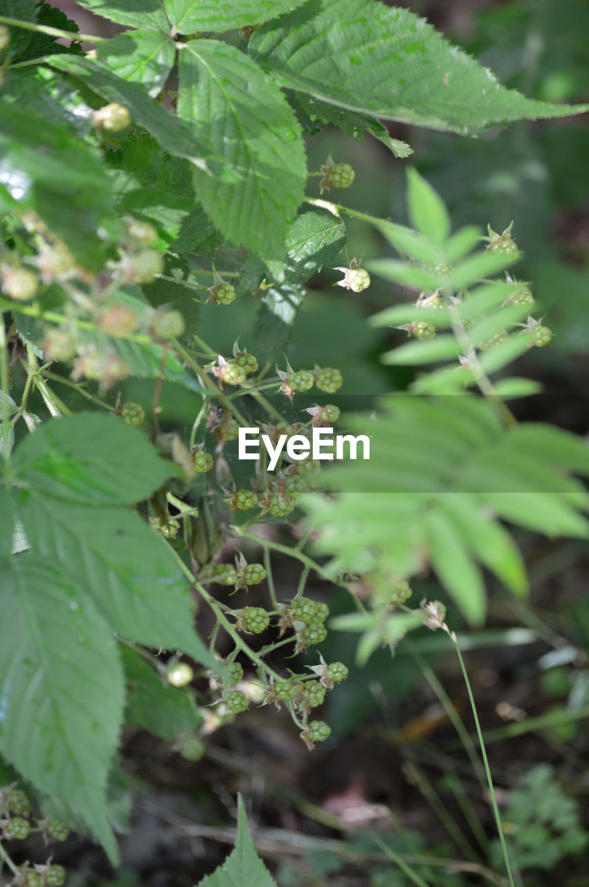 CLOSE-UP OF LEAVES ON TREE