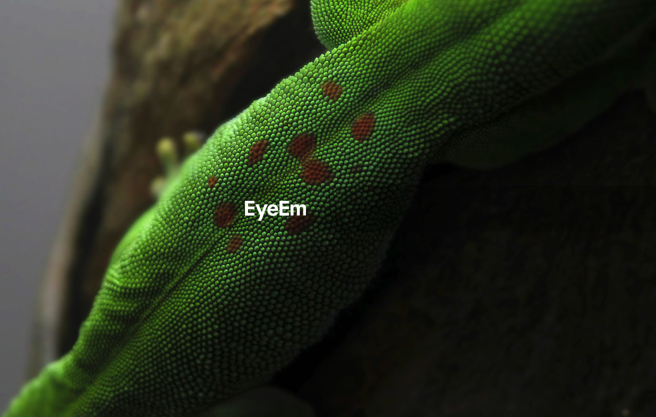 CLOSE-UP OF LIZARD ON TREE