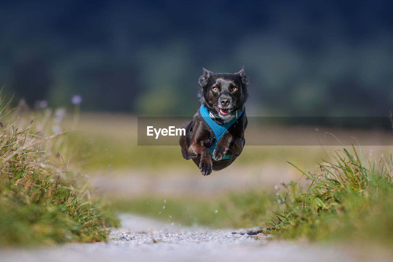 Portrait of dog running at park