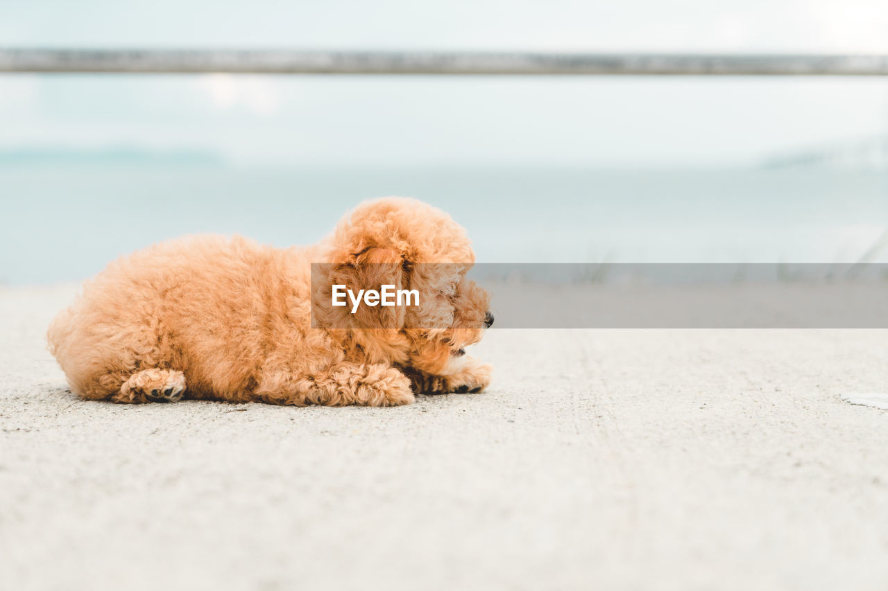 Brown puppy fluffy poodle on the beach