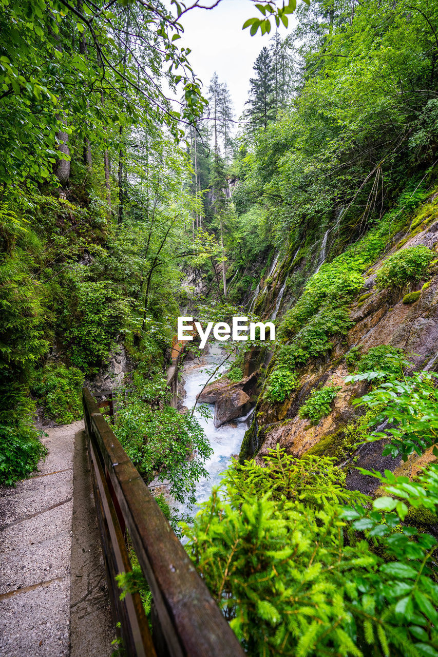 Plants and trees by stream in forest