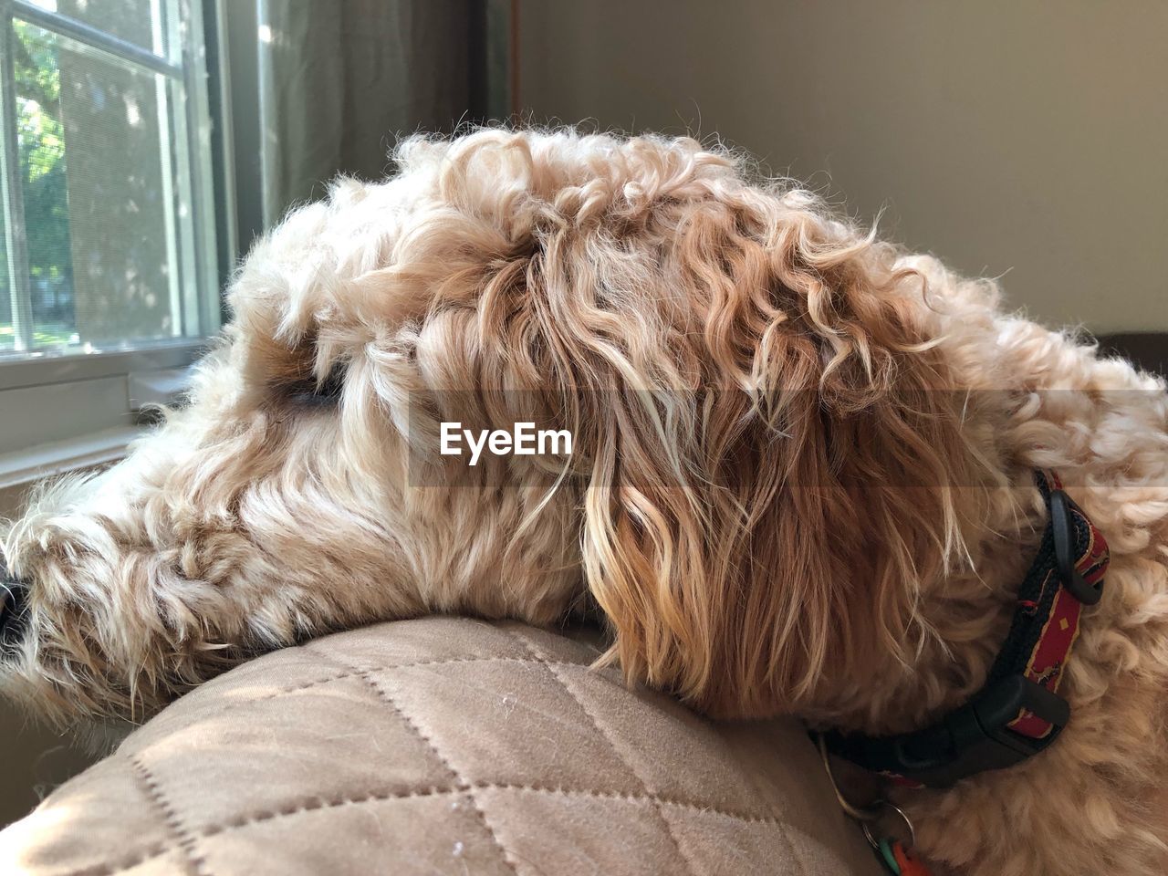 CLOSE-UP OF A DOG LYING DOWN AT HOME