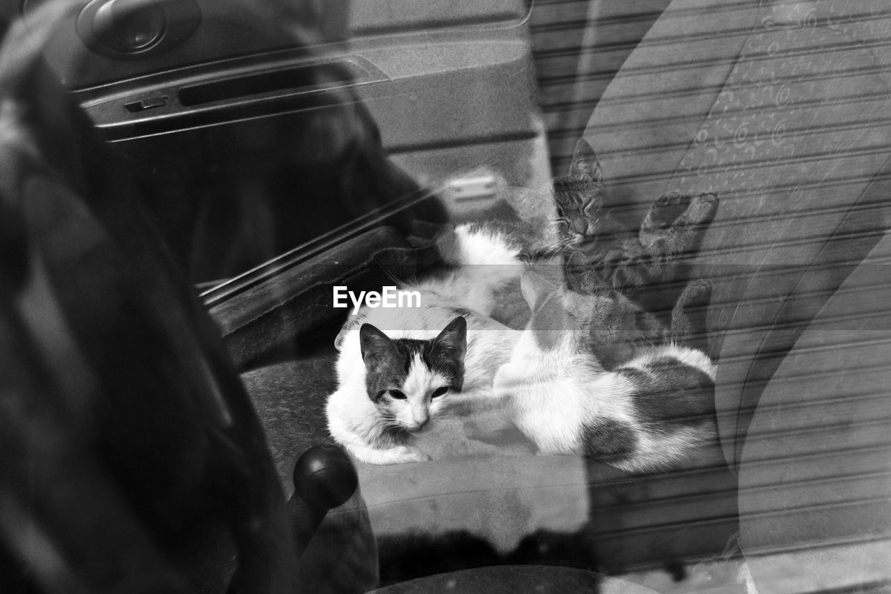 High angle view of kittens resting in car