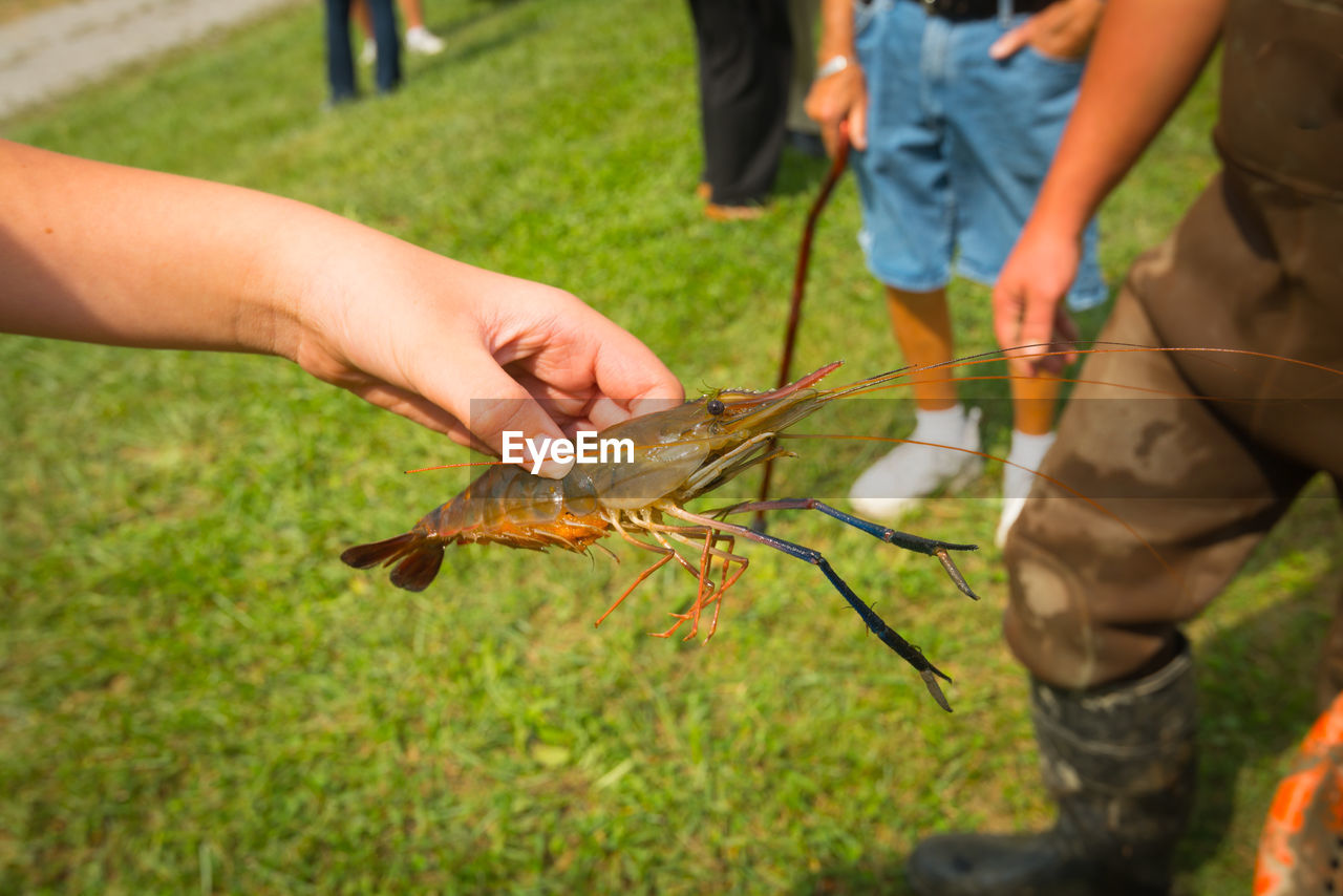 Girl holding a prawn.