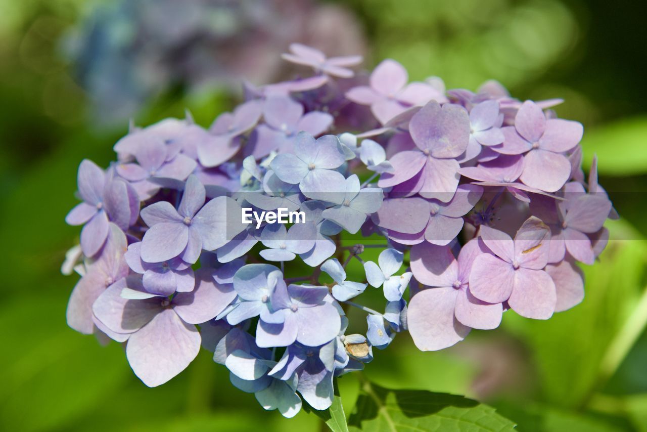 plant, flower, flowering plant, beauty in nature, freshness, purple, nature, lilac, close-up, petal, hydrangea, flower head, inflorescence, fragility, growth, leaf, plant part, hydrangea serrata, focus on foreground, springtime, outdoors, no people, botany, summer, day, blossom