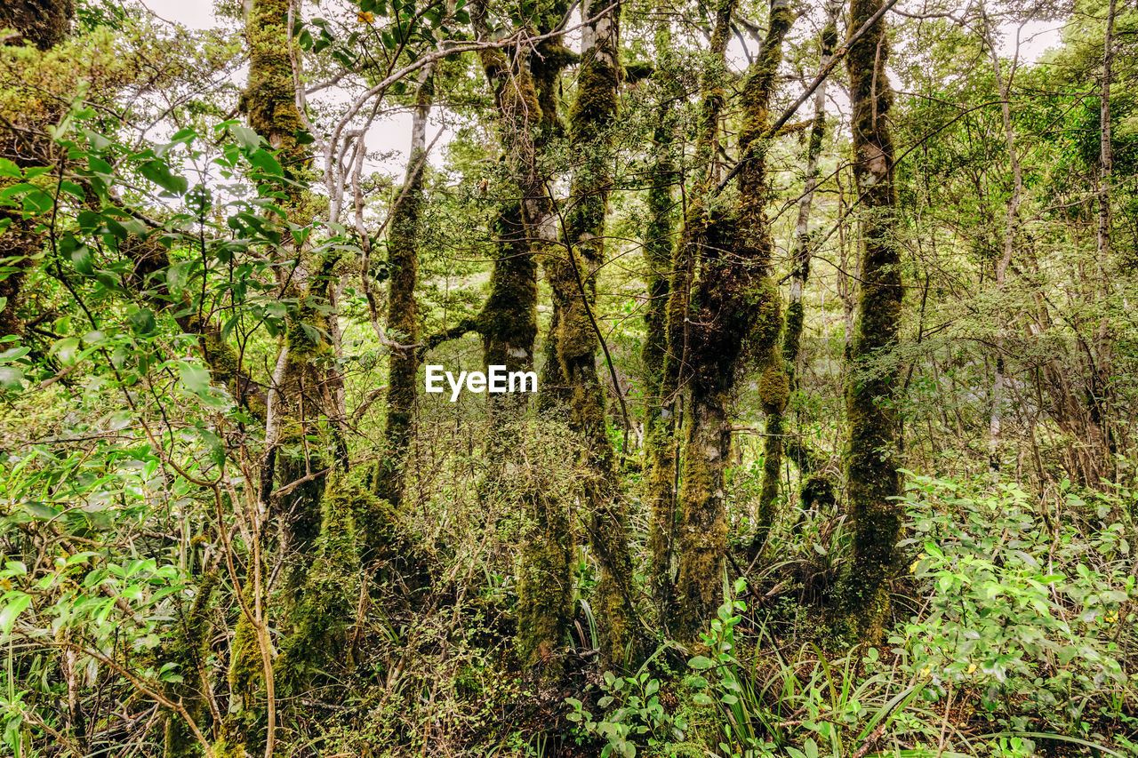 PLANTS GROWING IN FOREST