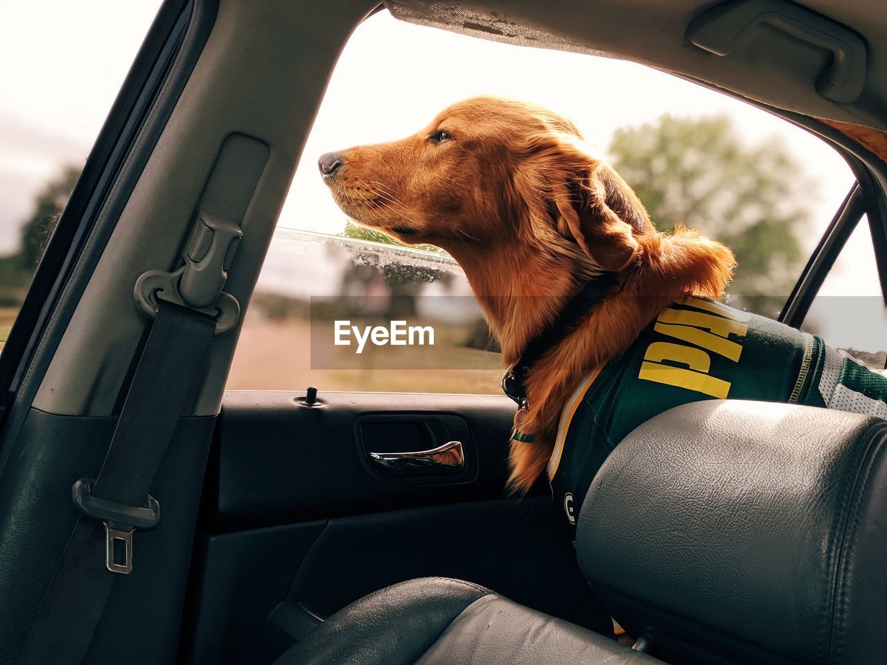 DOG LOOKING THROUGH CAR WINDSHIELD OF BUS