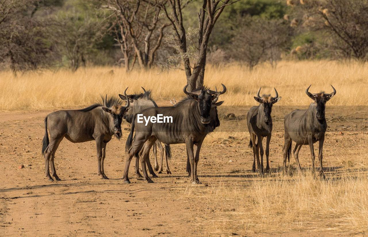 Wildebeests standing a small group in the savannah