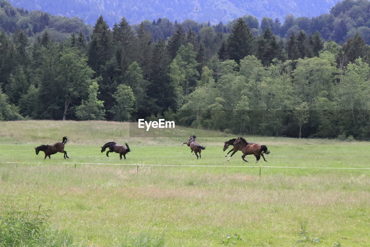 Horses on a field