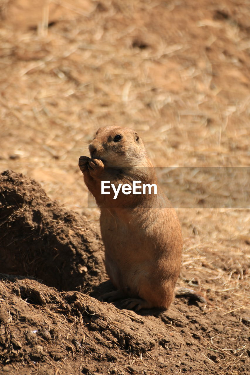 Black-tailed prairie dog