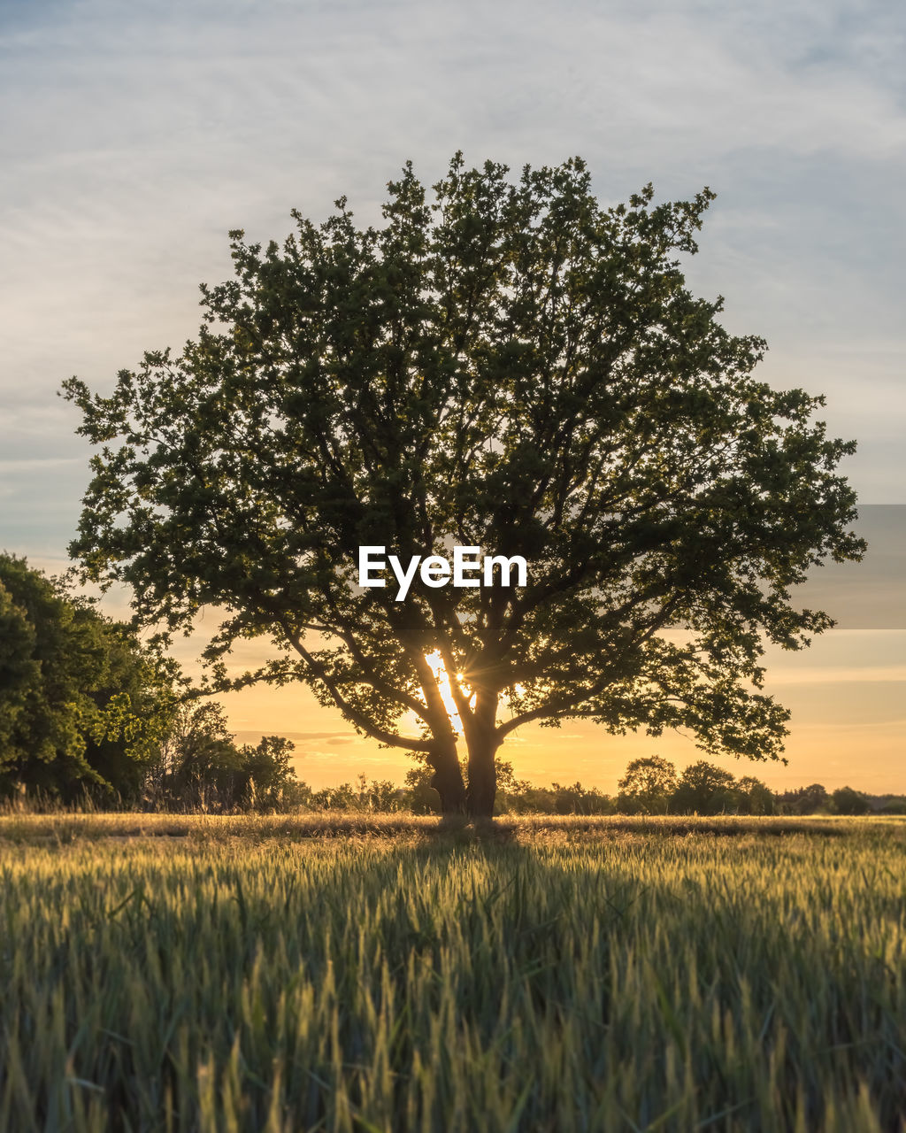 TREE IN FIELD AGAINST SKY