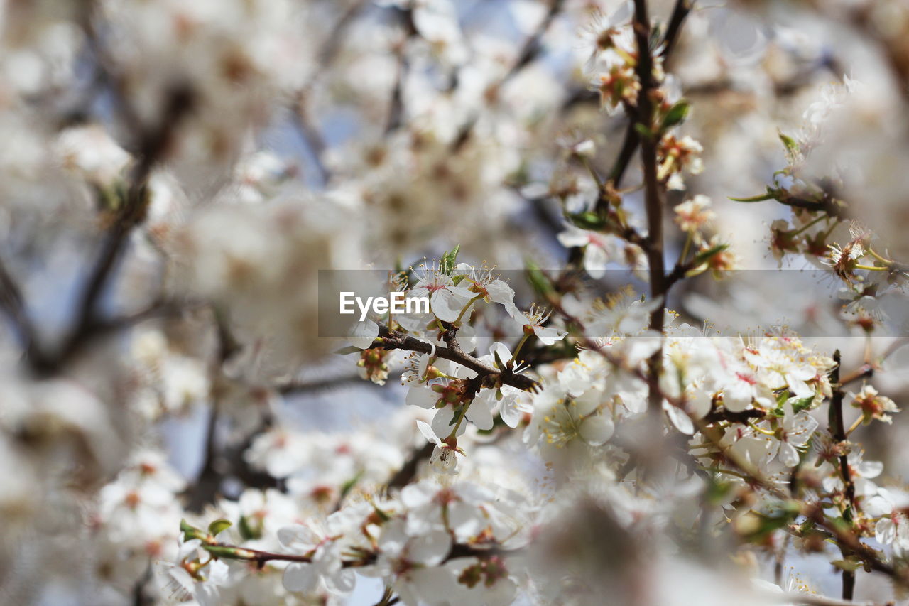 close-up of white cherry blossom