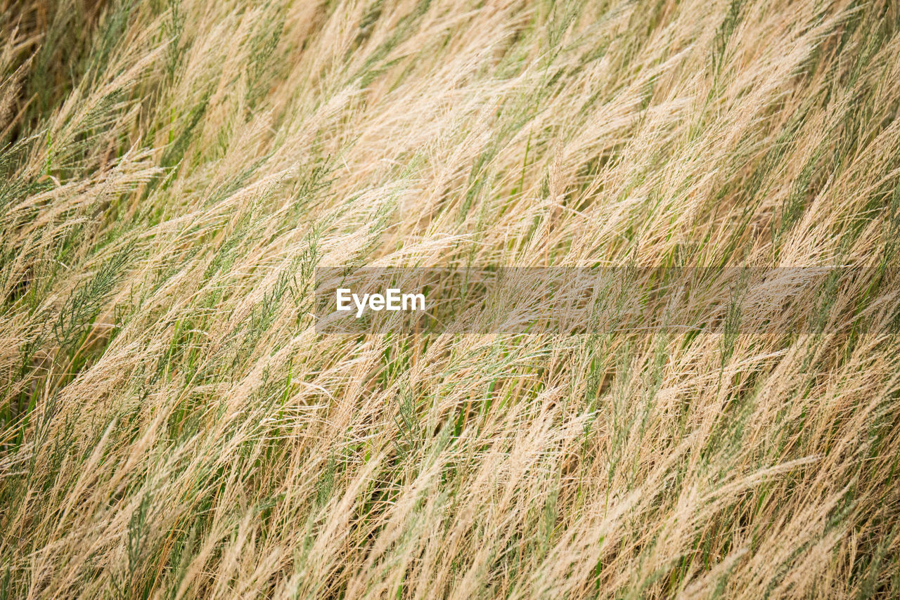 Full frame shot of stalks in field