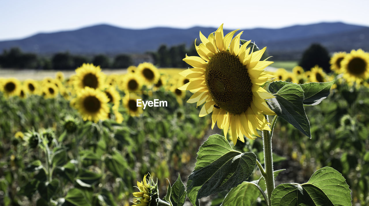 Sceni sunflower field in tuscany, italy, at sunset