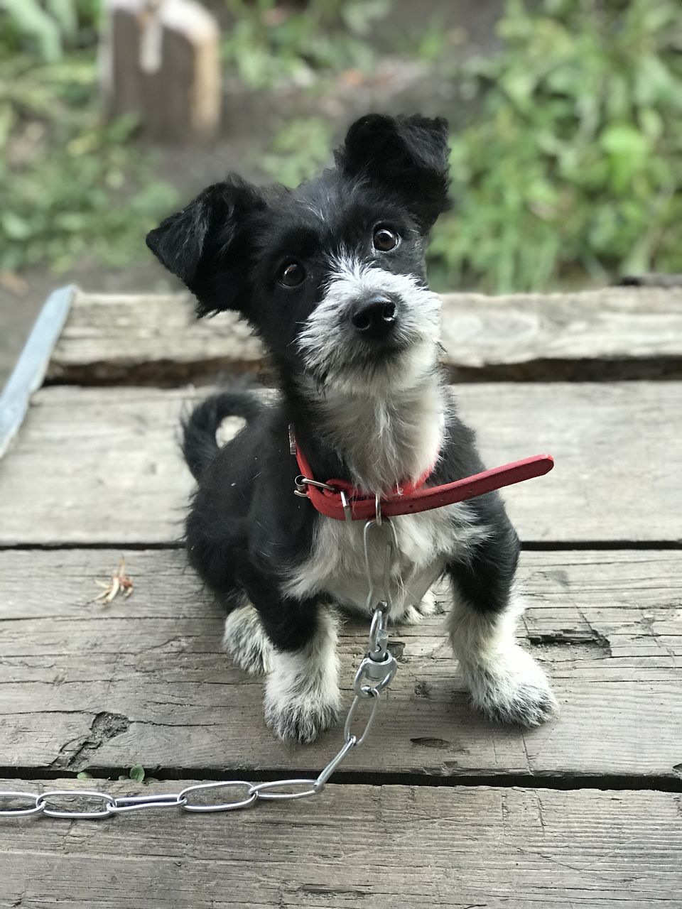 animal themes, mammal, one animal, animal, domestic animals, pet, dog, canine, puppy, wood, young animal, portrait, cute, no people, lap dog, leash, black, collar, looking at camera, day, pet collar