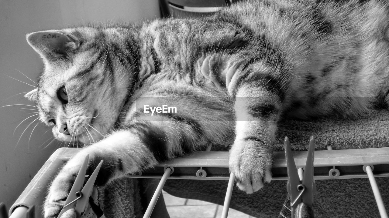 Close-up of cat resting on chair